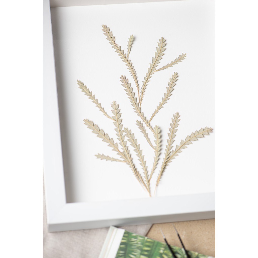 乾燥花素材 Ptt Dcard討論與高評價網拍商品 21年10月 飛比價格