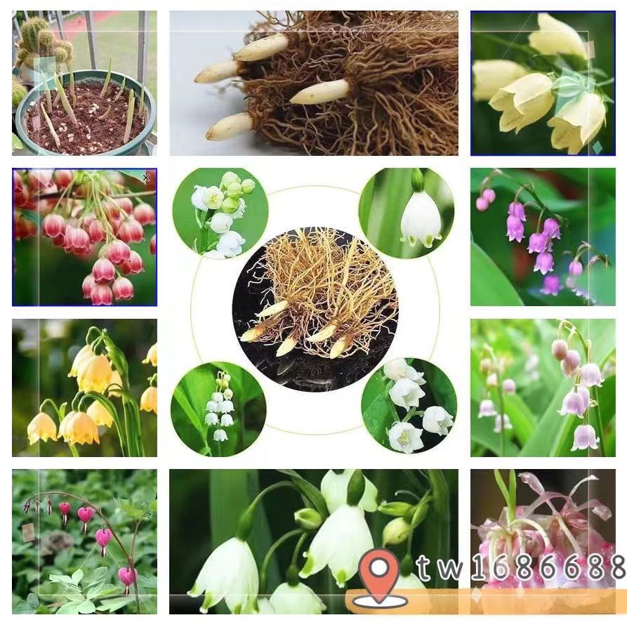 鈴蘭花苗ptt與dcard推薦網拍商品 21年12月 飛比價格