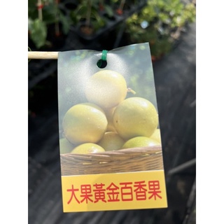 綠霖園藝★大果黃金百香果 嫁接苗 水果樹苗/觀賞植物/水果樹苗/新興果樹/果苗/嫁接/植物/盆栽