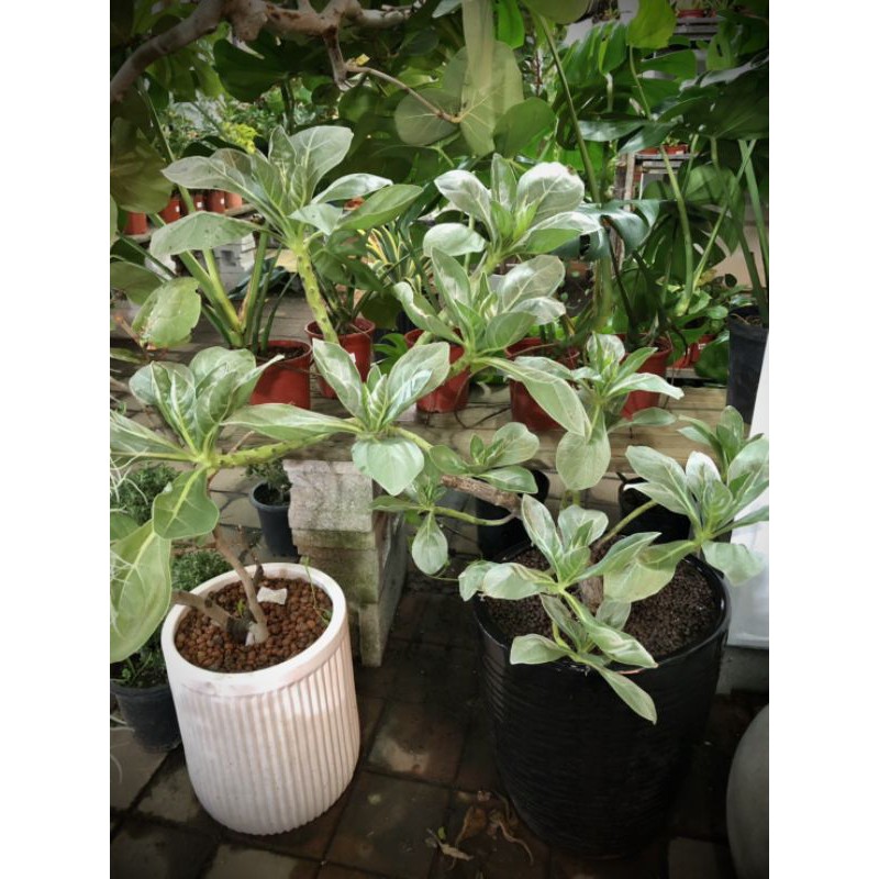 白水木盆栽的價格推薦 22年3月 比價比個夠biggo