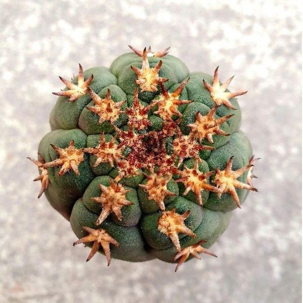 Findx找肉貓爪天秤多肉植物仙人掌 蝦皮購物