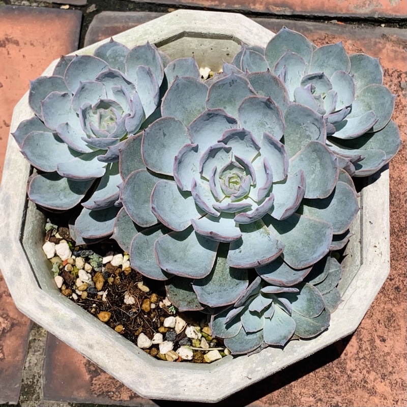 阿法屋頂樂園 多肉植物群生 老樂 蝦皮購物