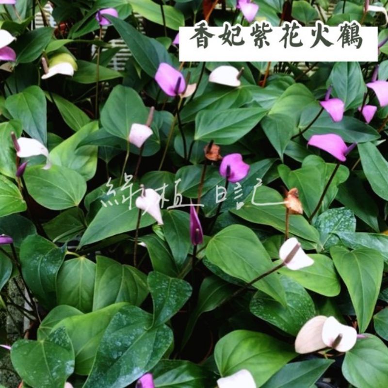 綠植日記 香妃紫花火鶴 火鶴花 蝦皮購物