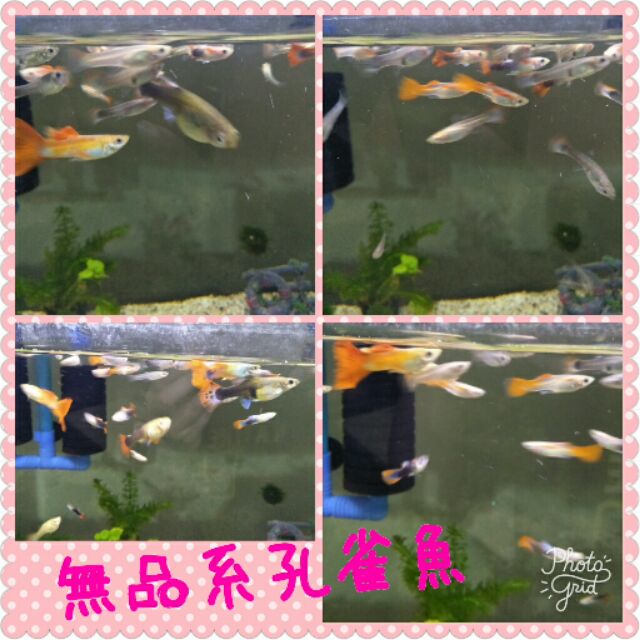 無品系-孔雀魚買10贈3&lt;贈黑殼蝦&gt;