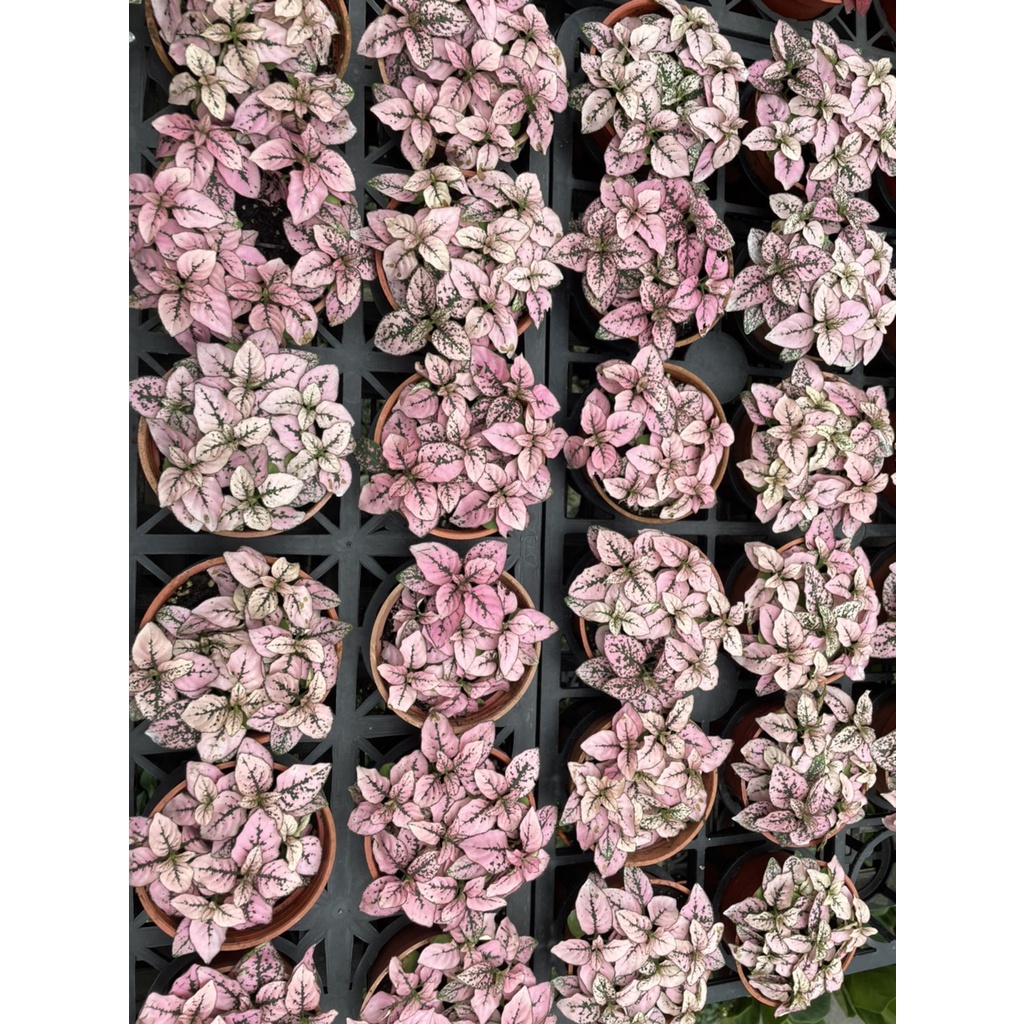植入日常 嫣紅蔓 嫣白蔓 嫣粉蔓  3吋小品   觀葉植物/網美植物/室內植物/辦公室植物