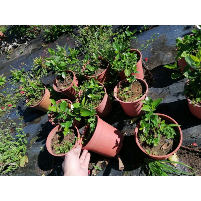 盆栽素材的價格推薦 22年3月 比價比個夠biggo