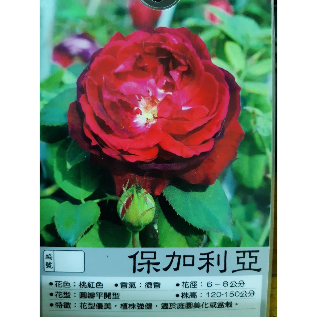 花田厝_玫瑰苗--保加利亞  3.5吋黑軟盆--大輪玫瑰 強香，紅色  少刺