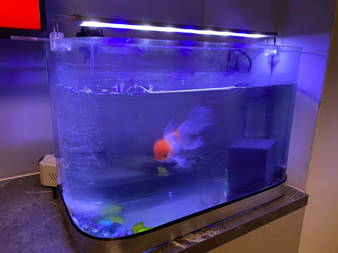 Hikari 高夠力金魚色揚飼料 日本原裝 浮水性 魚飼料金魚飼料蘭壽獅頭蝶尾泰獅珠鱗金魚 蝦皮購物