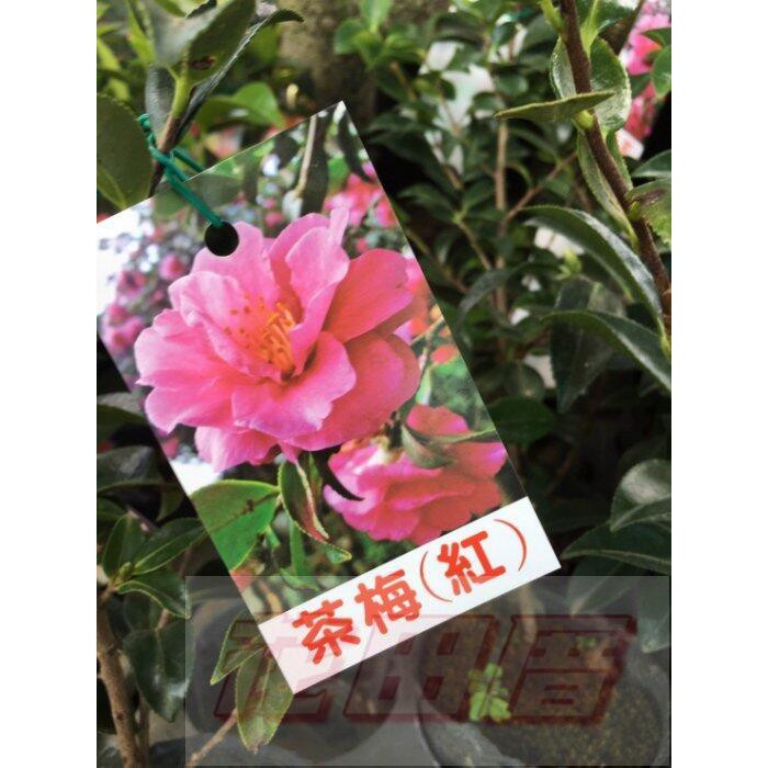 花田厝_茶花苗_茶梅(紅)_-茶梅花-山茶花(花季1~4月份) 5-6吋盆(11/28，目前有花苞)