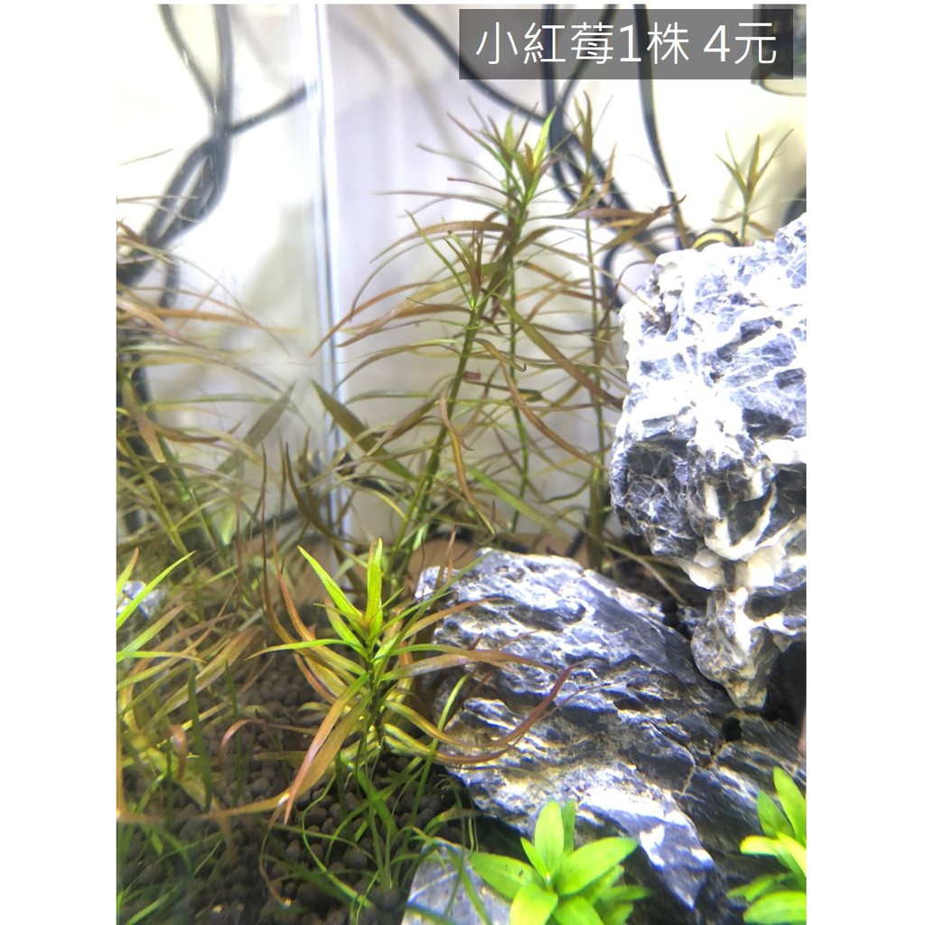 塔魚 小紅莓新手水草中景草不需co2 蝦皮購物