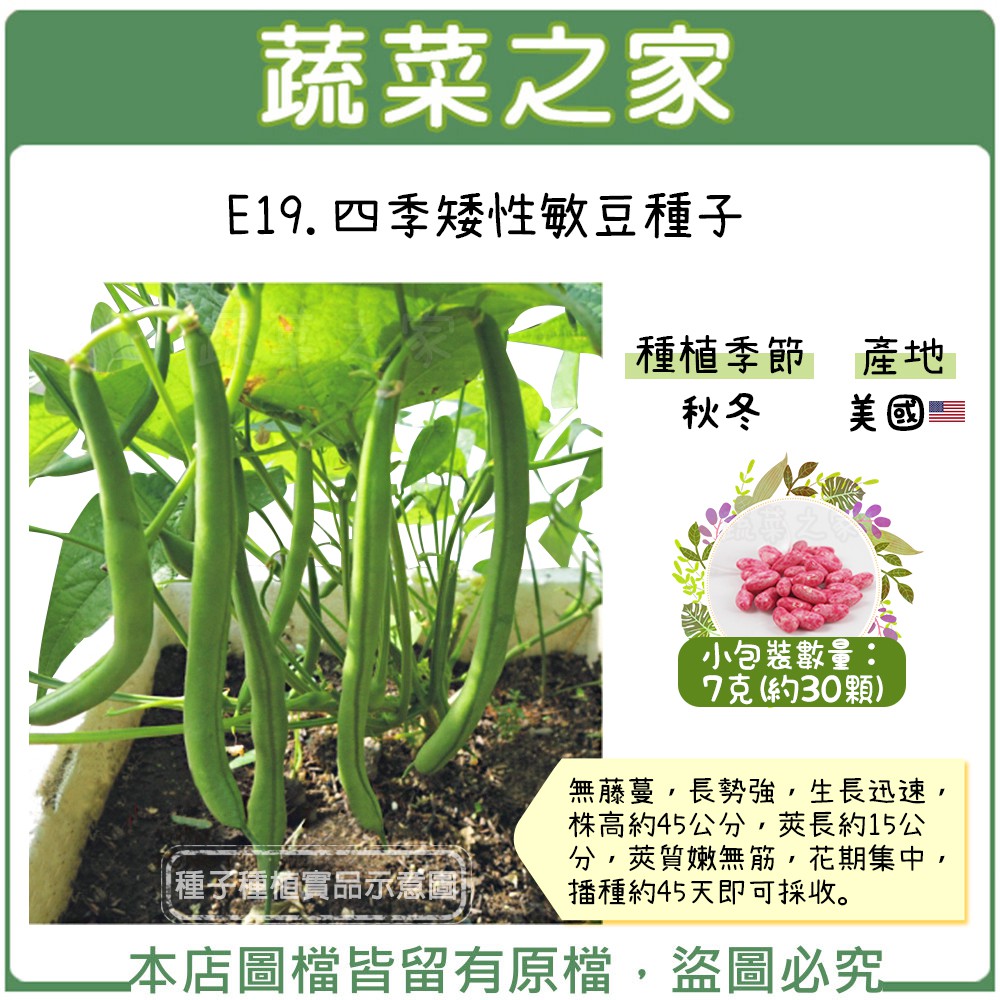 【蔬菜之家滿額免運】E19.四季矮性敏豆種子7克(約30顆)(有藥劑處理)(無藤蔓，長勢強，生長迅速，株高約45公分