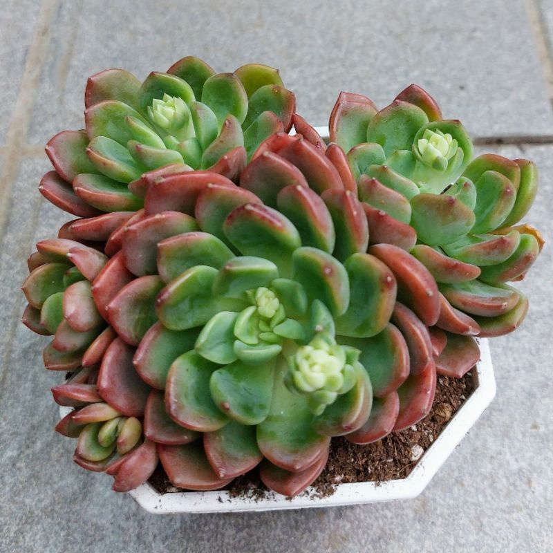 多肉植物 丹德拉珍 老欉群生 二 植於10cm盆開根 最大展葉約8cm 去土寄出 蝦皮購物