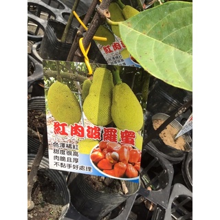 卉藝園藝 紅娘波羅蜜靠接苗高度60公分/水果樹苗/新興果樹