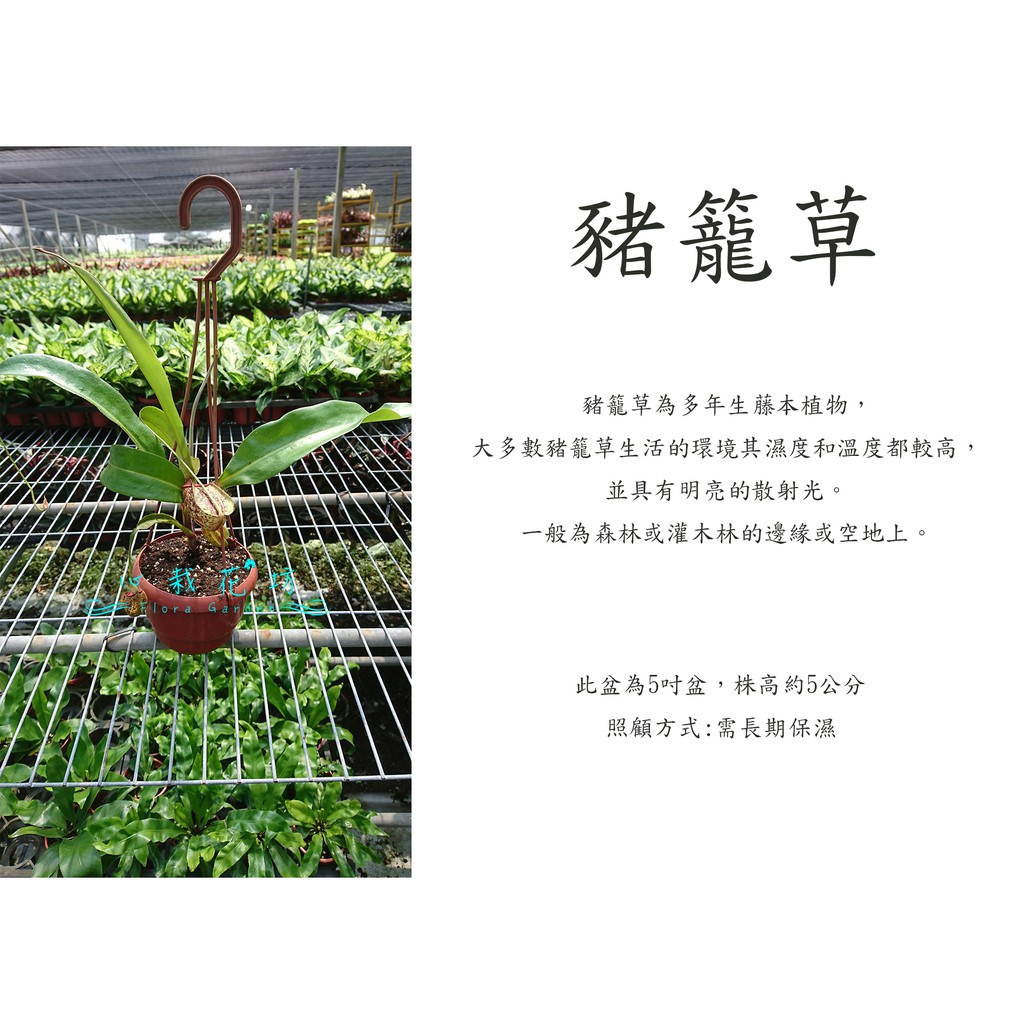 心栽花坊-豬籠草/5吋/食蟲植物/室內植物/售價250特價200