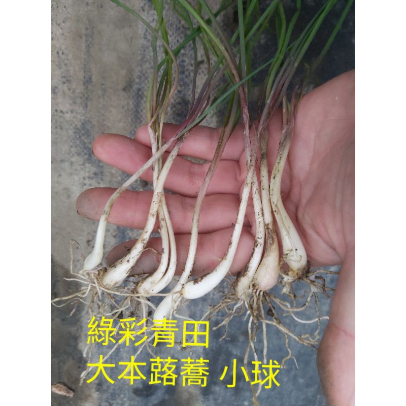 大本蕗蕎的價格推薦 21年8月 比價比個夠biggo