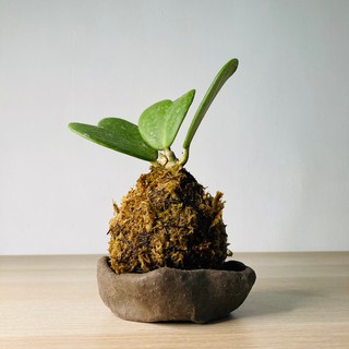 Rainxpluie 知雨若泥 植物盆栽•花盆•淺盆•礦石擺飾•花園•水晶消磁•園藝•夏日透氣不規則手捏素雅咖啡色淺盤