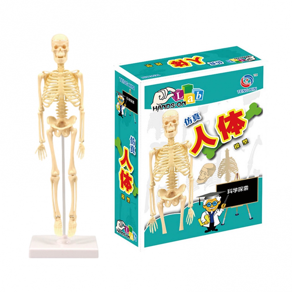 迷你人體骨骼模型, 帶有可移動的手臂和腿部, 科學解剖模型, 用於人體骨骼系統的基本細節