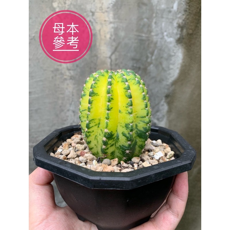 一植入魂 特價 短毛丸錦側芽 特價三顆100 蝦皮購物