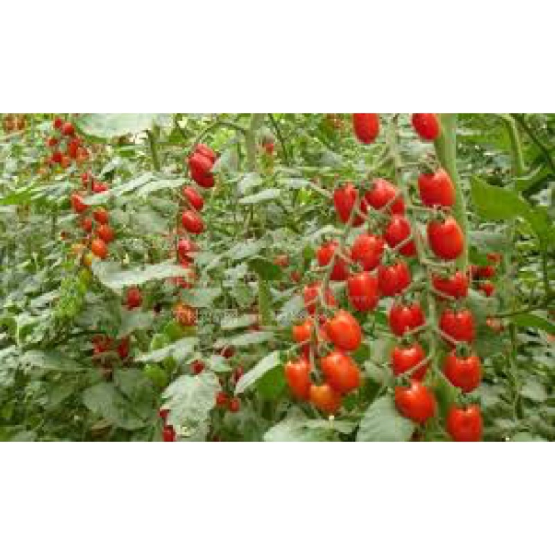💋免運優惠期宅配🐝🐝溫室🍅玉女番茄🍅自產自銷