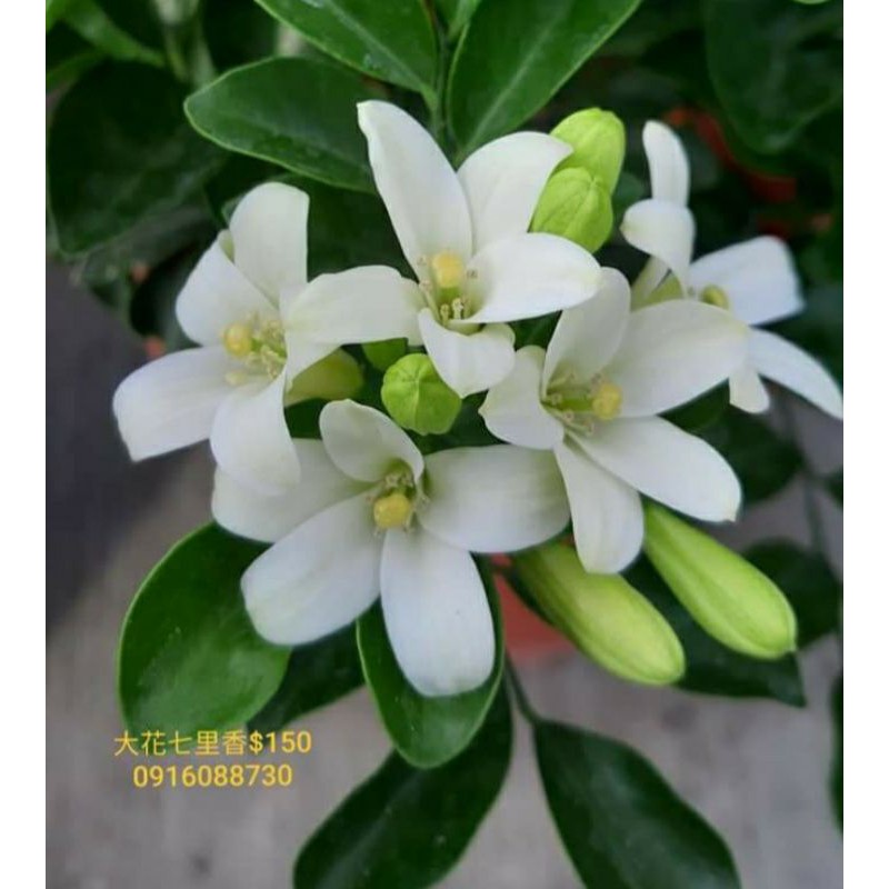 頂上花藝 大花七里香宜家安康 居家好風水 蝦皮購物