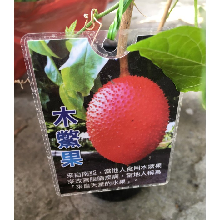 木鱉果苗的價格推薦 21年9月 比價比個夠biggo