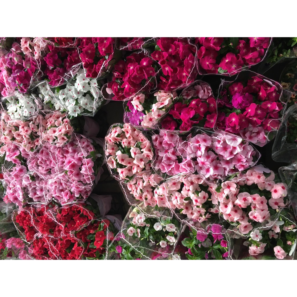 慶平花坊-[日日春/隨機出貨]季節花卉-6吋盆