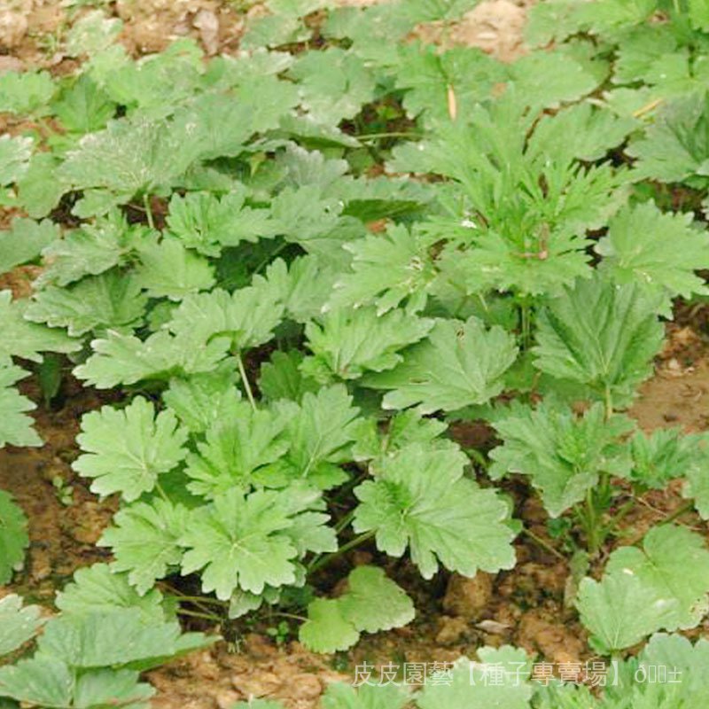 種子夯益母草種籽 陽臺四季盆栽蔬菜種子種孑 野生野菜食用中草藥材 Hvg3