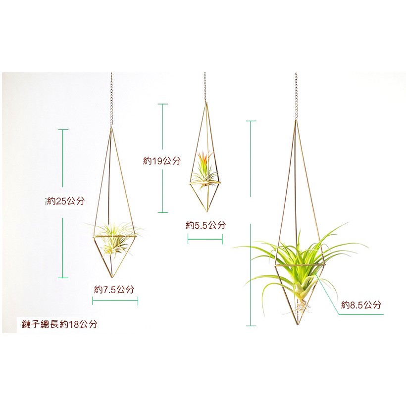 花架 TTzakka 生活雜貨 花器 古銅色 可吊掛 金屬 多肉植物花器 可吊掛 空氣鳳梨花架 台灣出貨 IOT33S3