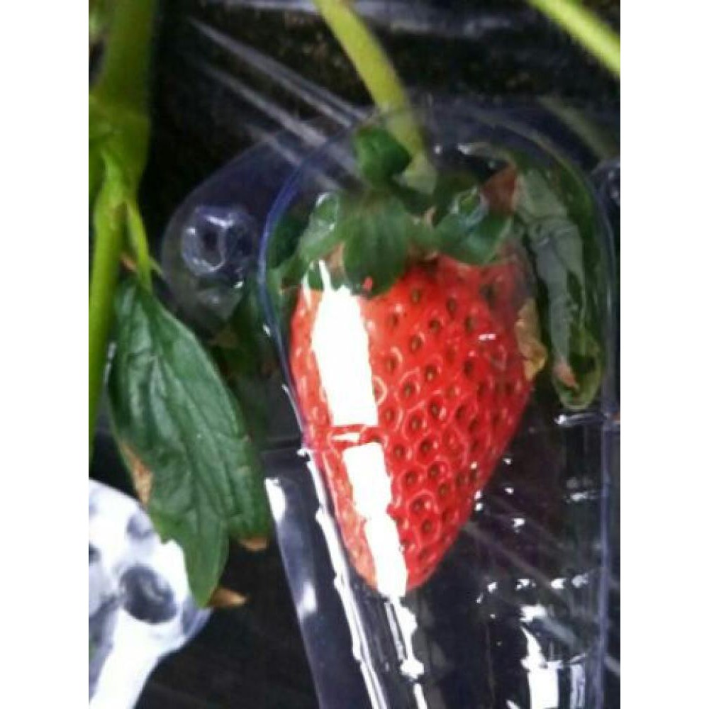 (買20送1-可重複使用)防蟲咬 防鳥襲 草莓保護套草莓種植保護殼 枇杷/藍莓/小果水果/草莓防鳥套草莓包裝盒草莓塑料槽