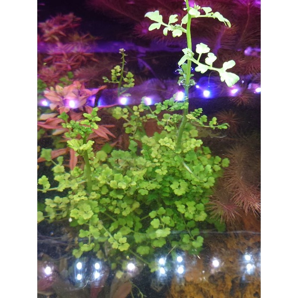 阿馨水草屋 水草造景 台灣原生種小圓葉水芹 一盆 可使用二棲水生植物缸 蝦皮購物