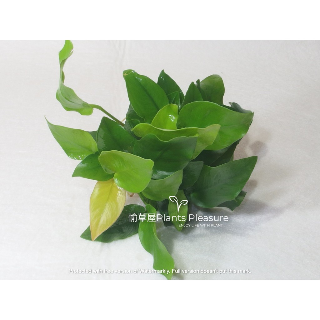 陰性水草 拍賣 評價與ptt熱推商品 21年5月 飛比價格