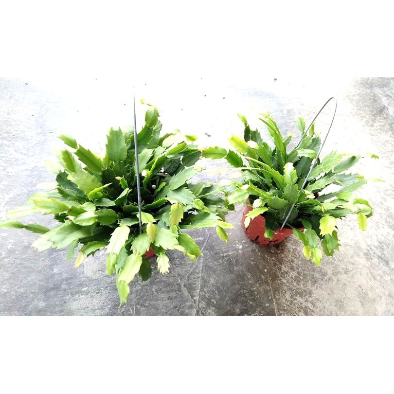 4.5吋吊盆 螃蟹蘭 仙人掌 多肉植物 綠化植物 室內植物｜