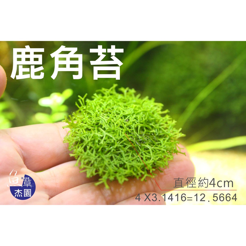 魚草杰園 鹿角苔 超會冒泡 前景草 水草 泡泡龍 苔石 蝦皮購物