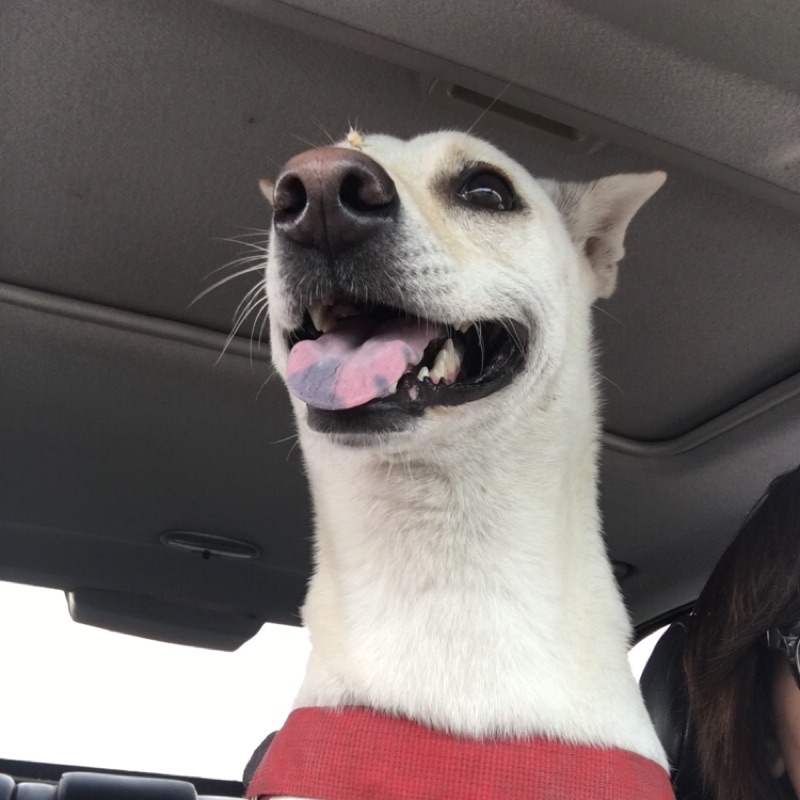 [請益] 市區哪裡有賣手作天然的寵物零食？