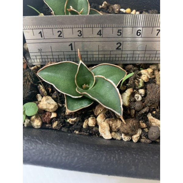 31 威力 虎尾蘭 多肉植物