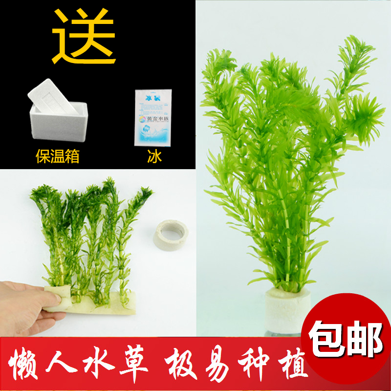 魚缸造景 養魚必備 包郵蜈蚣草懶人水草金魚藻熱帶魚缸造景蝦缸草缸懶人草易養易活 蝦皮購物