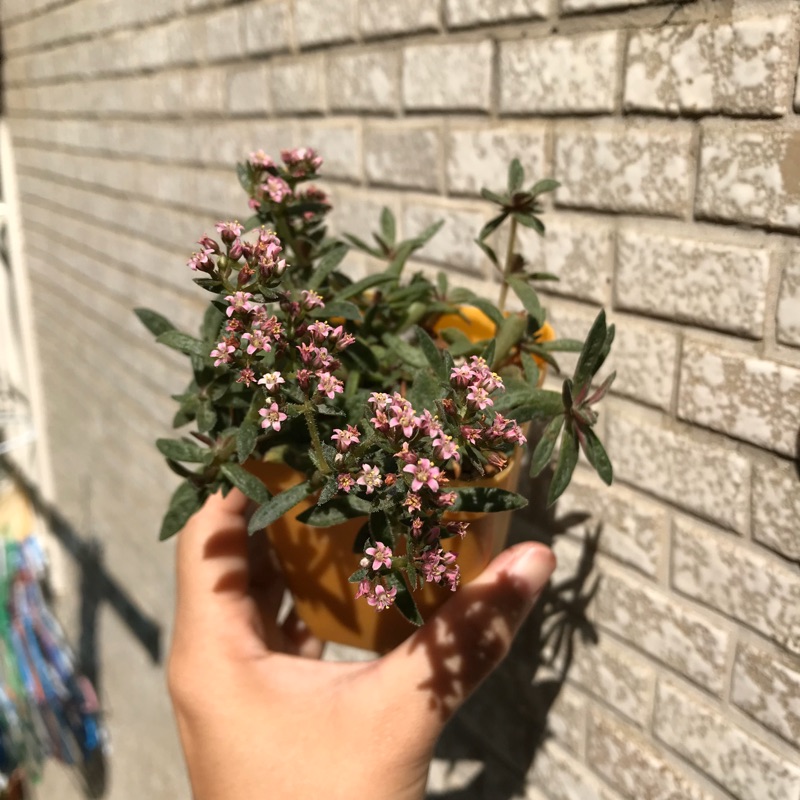 花簪青鎖龍多肉草類 請先索取現照再下單喔 蝦皮購物