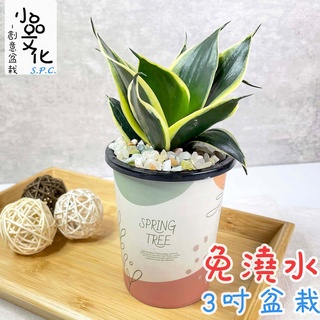 【小品文化】金邊虎尾蘭【現貨】3吋杯子免澆水盆栽 懶人盆栽 觀葉植物 室內植物 自動吸水 創意花盆 居家辦公盆花