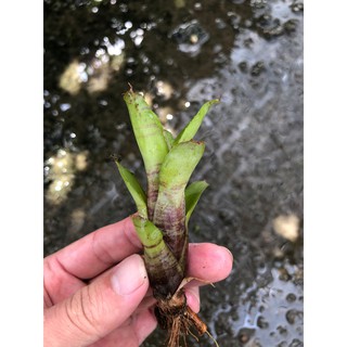 漫活雨林 Neoregelia dungsiana 迷你五彩 /五彩積水鳳梨/觀賞/園藝
