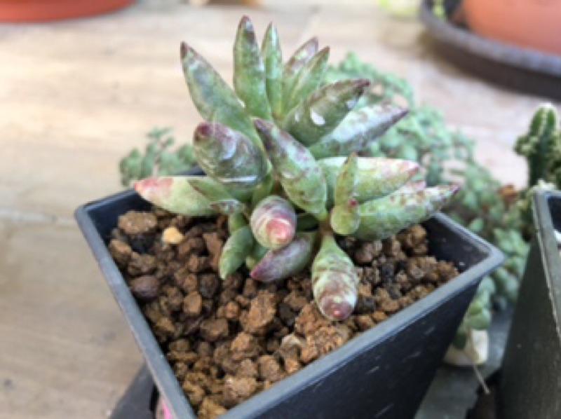 質感居家花鹿天章赤水玉天章天章多肉植物療癒綠化 蝦皮購物