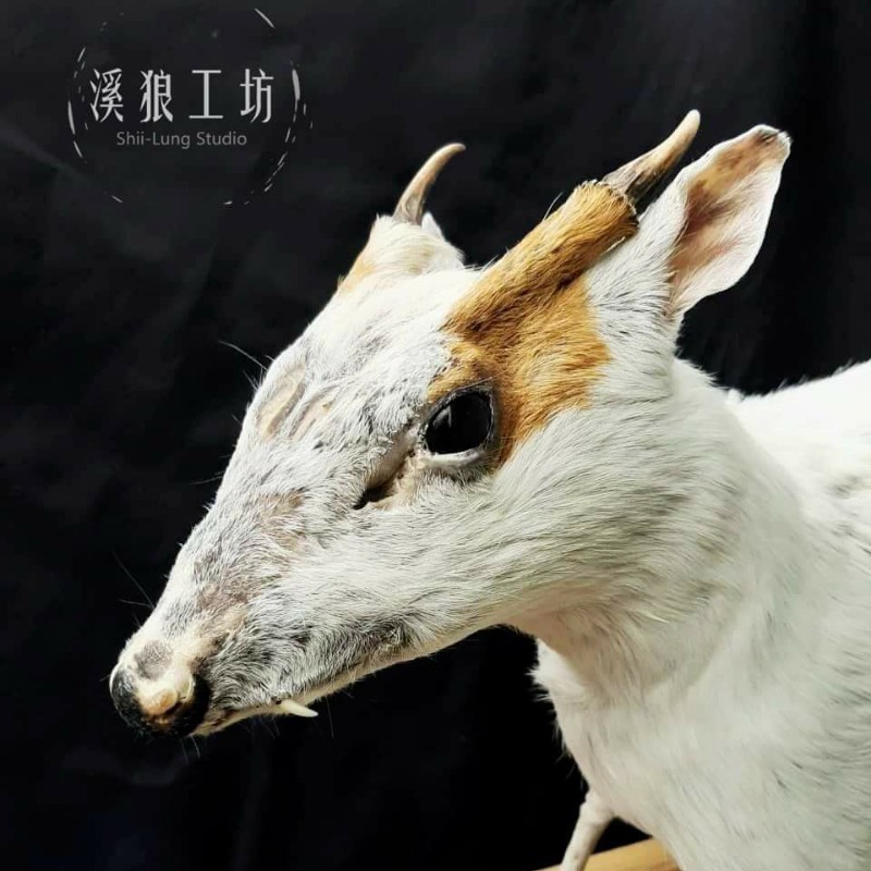 兔頭 大白兔 頭骨 附贈收藏盒 蝦皮購物