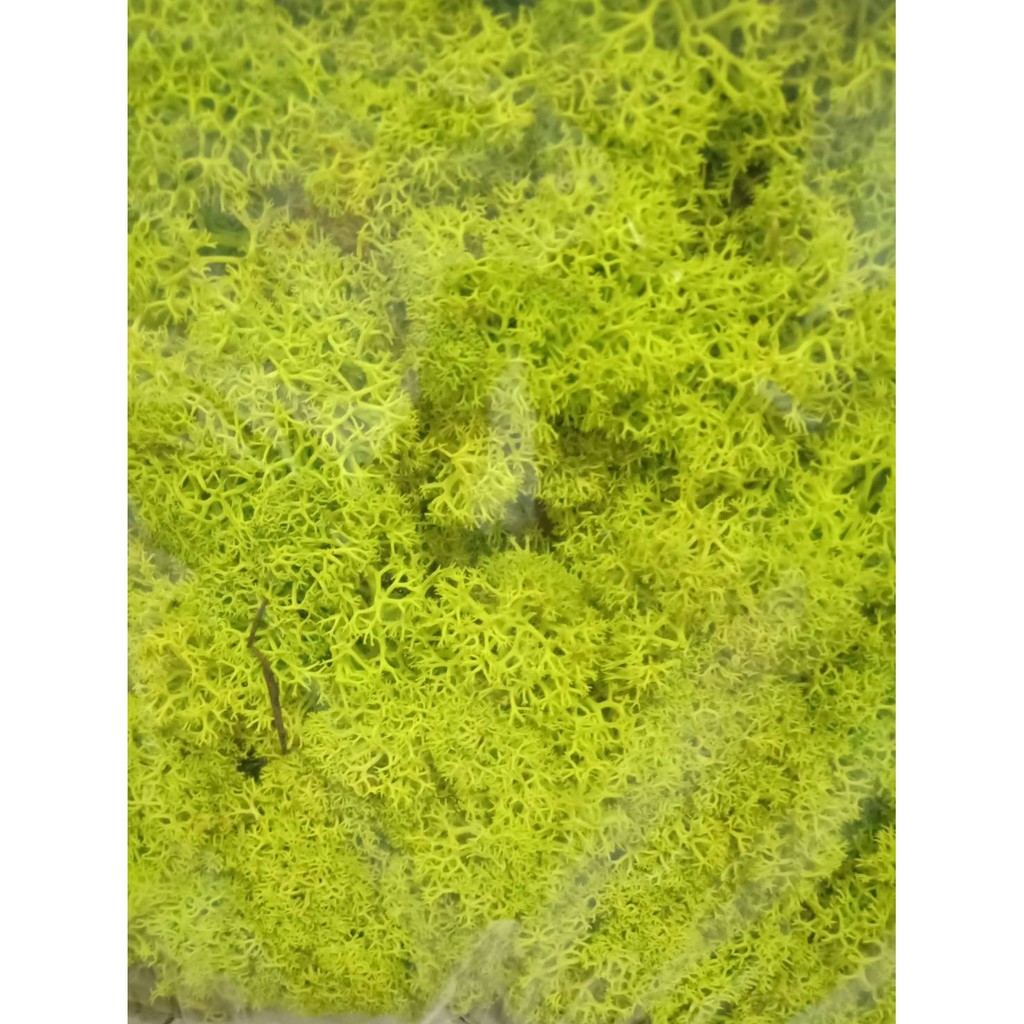 菁采小鋪 苔草馴鹿苔moss不凋花乾燥花天然水草玻璃花盅花材 10克30元 蝦皮購物