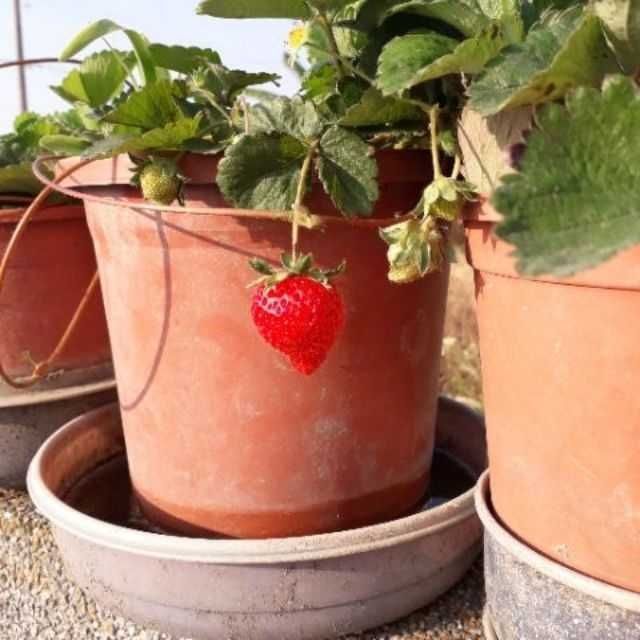 草莓苗盆栽🌱/Strawberry seedlings/Bibit stroberi/無農藥及化學肥料/每株20元