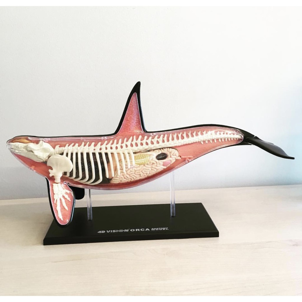 ~熱銷~新款【Bang】現貨 4D MASTER 動物模型 鯨魚解剖 玩具 Jason Freeny