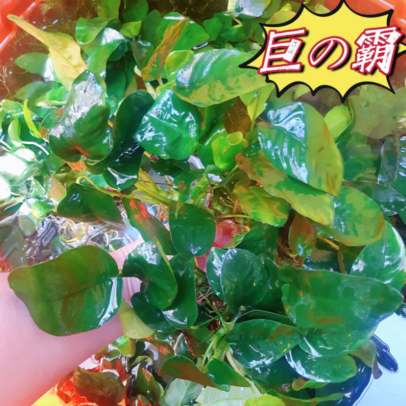 限量買3送1 常綠優質小榕水榕小水榕陰性水草前景草水生植物生態缸好養 水之舞坊 蝦皮購物