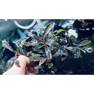 【EZ蝦坊】柯達崗/神秘草/辣椒榕/水草/水中葉