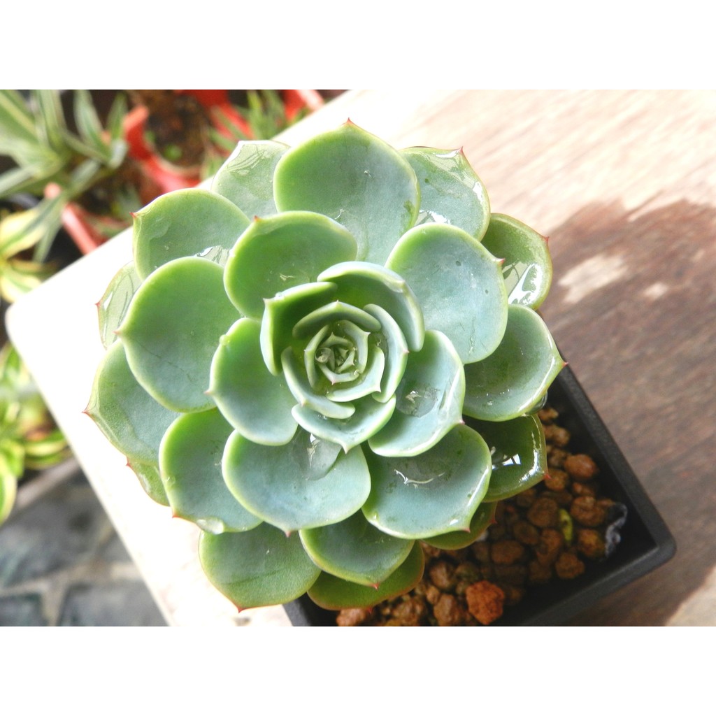 特價 多肉植物 七福神 蝦皮購物