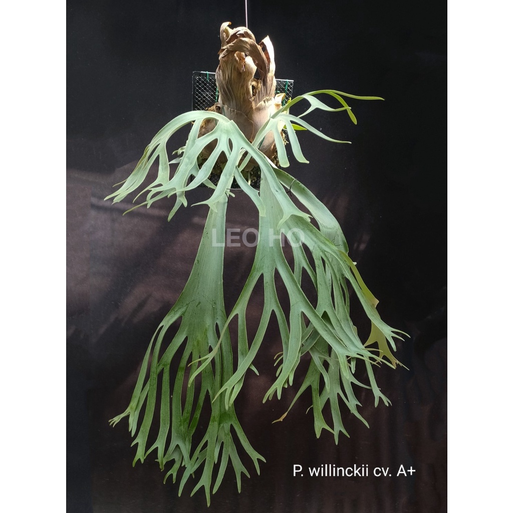 その他 P. willinckii cv. Igdrasil (sporelings13 P. willinckii cv. Igdrasil Seeding (sporelings)【artPLANTs