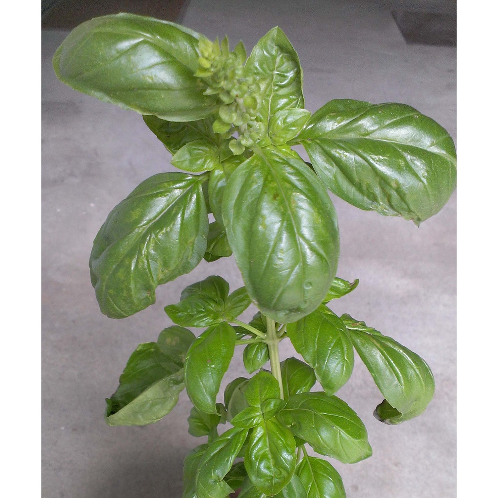 Basilsalt 1本 無添加 国産 おいしい お取り寄せ ペースト 日本製 バジル 万能調味料 ソルト 美味しい 調味料 無添加調味料 バジルソース 瓶