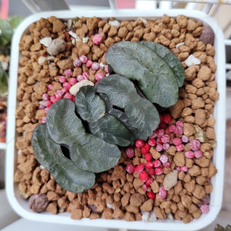 肉部屋4吋盆玉扇附花牌阿福花科多肉植物haworthia 蝦皮購物